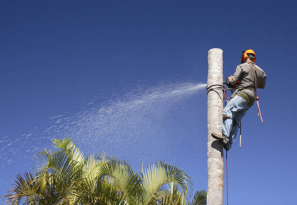 Best Pest Control for Lawns  in Havana, FL